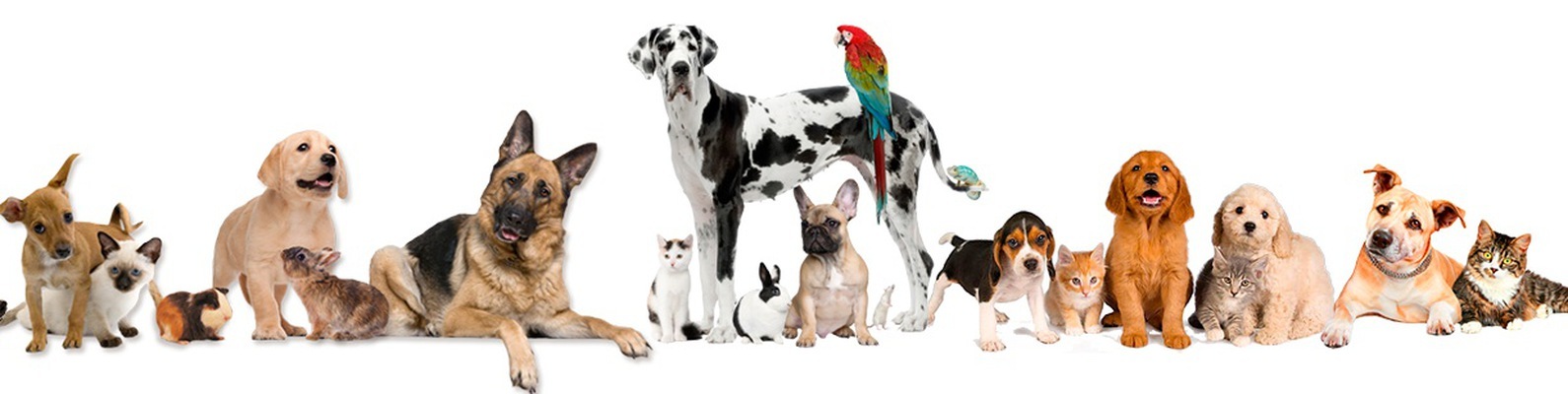 ليموزين المطار شركة كايرو